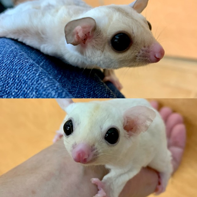 【春ペポニ】魅惑の白