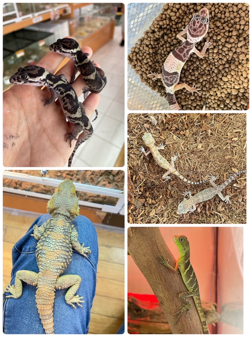 【春ペポニ】ちっちゃいヤモリとアガマとか。