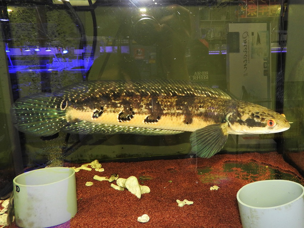 ギセラ＆スラタニ＆草！！！ | 名古屋のペットショップRemix