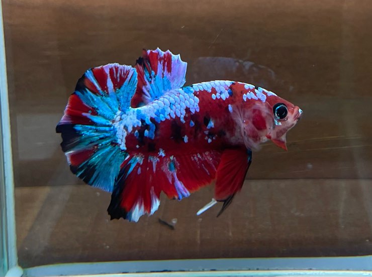 ちゅらさんなベタが色々と入荷！最後にくまちゃんピックアップベタも！？