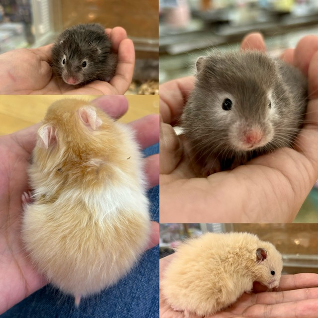 【春ペポニ】やわ毛ゴールデン