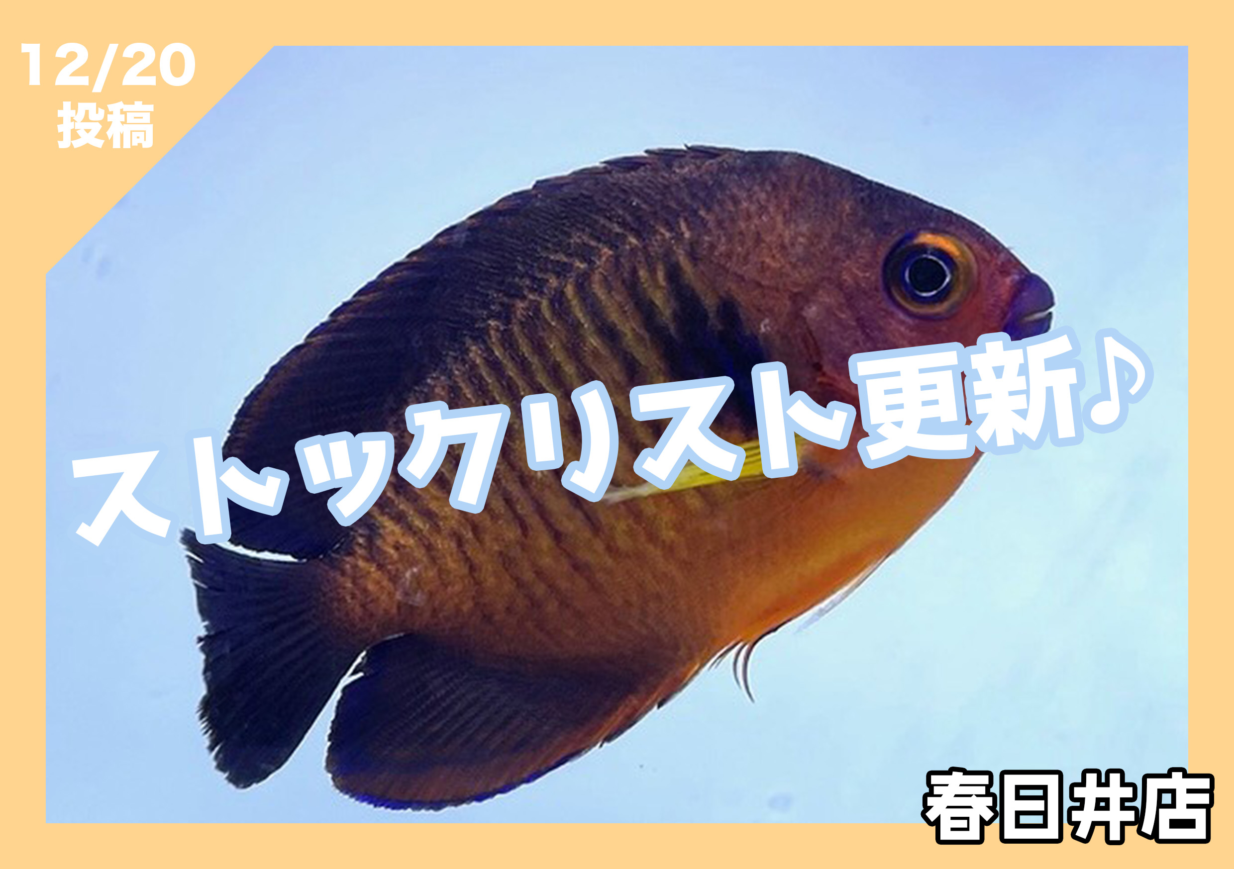 海水魚ストックリスト更新　春日井店　海水ブログ　221220
