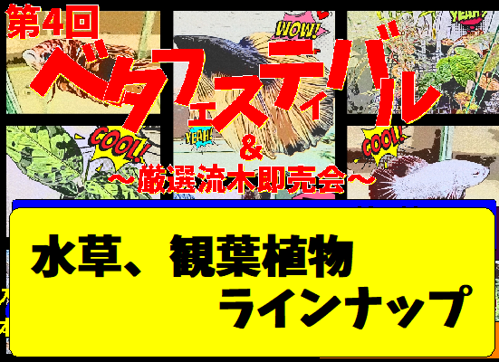 ベタフェス水草、観葉植物ラインナップ！！