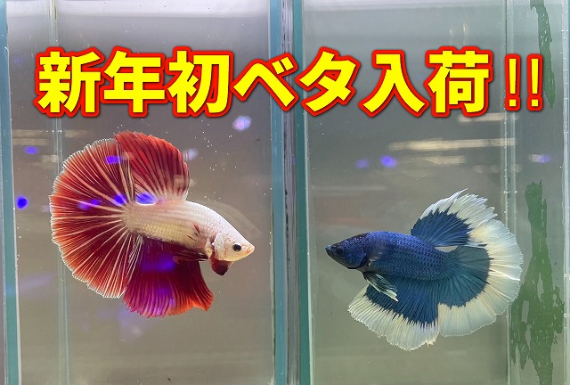 【インター熱帯魚】新年初ベタ入荷情報‼