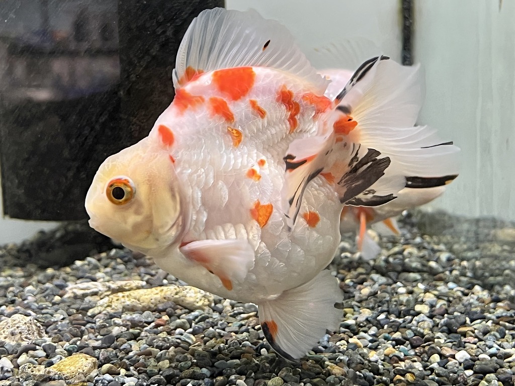 【インター金魚】紅白カラーの上物金魚いろいろ！