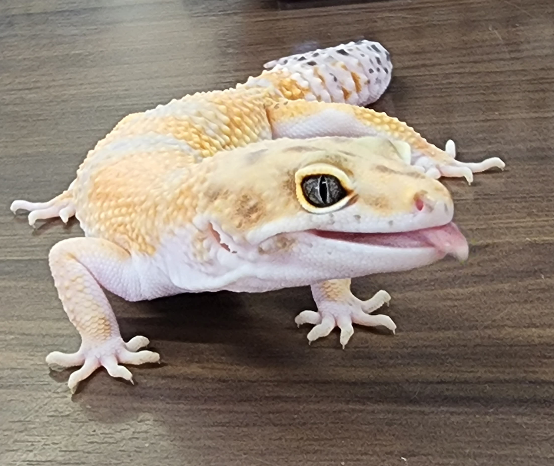 【春日井爬虫類】18日はレオパの日です❗