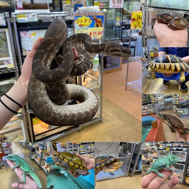 インター爬虫類】幻のヘビ何匹おんねん‼+カメ | 名古屋のペット 