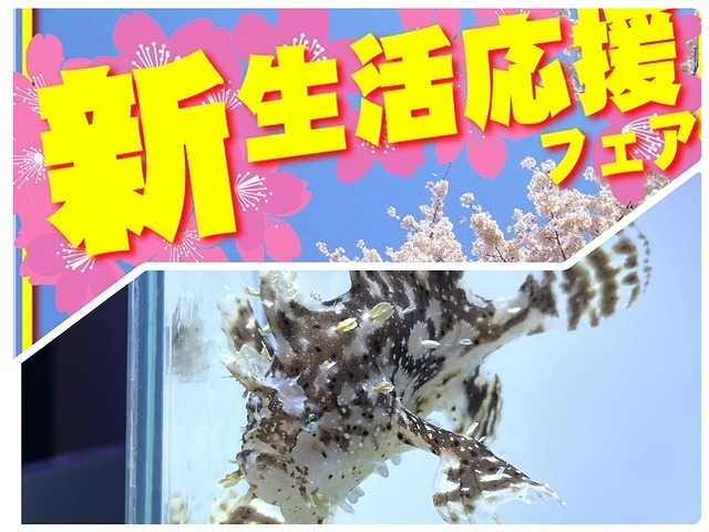 【春日井海水】ハナオコゼ入荷＆明日から新生活応援フェア始まります！