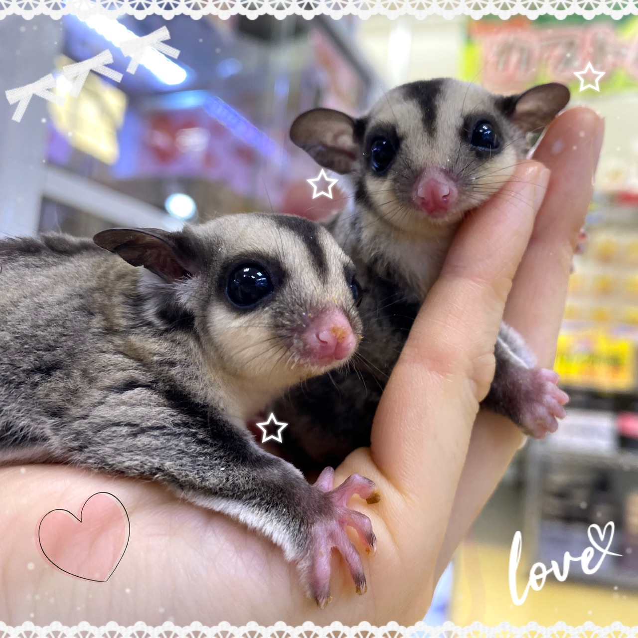 【インター小動物】久々来ました！フクモモBaby🍼