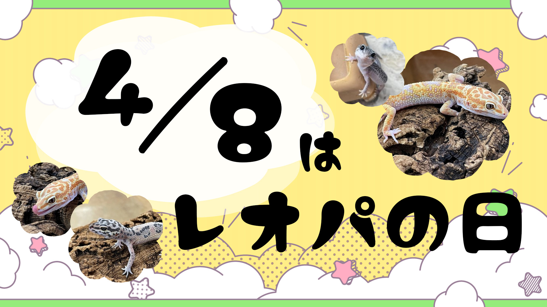 【春日井爬虫類】8日はレオパの日！