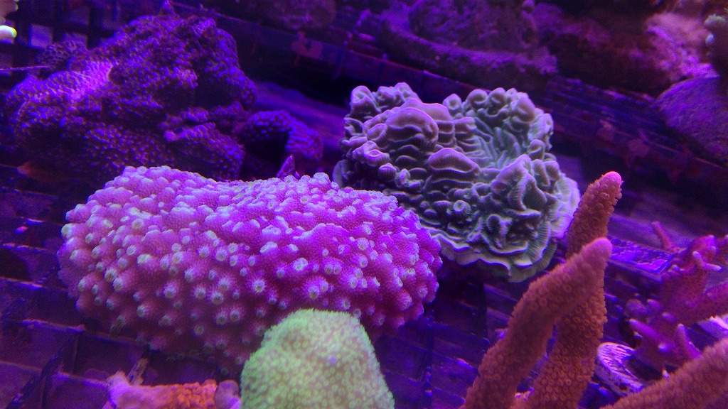 【みなと海水】4月サンゴ・イソギンチャク生体在庫リスト