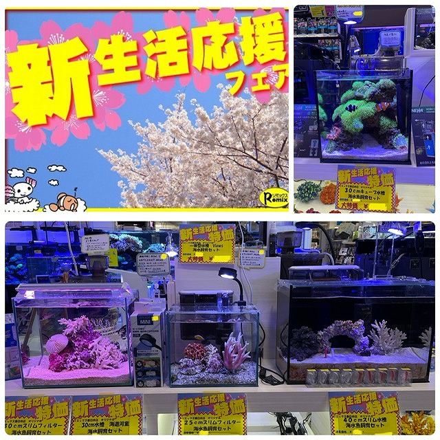 【春日井海水】新生活を海水魚と共にどうでしょう？小型水槽セット特売中！