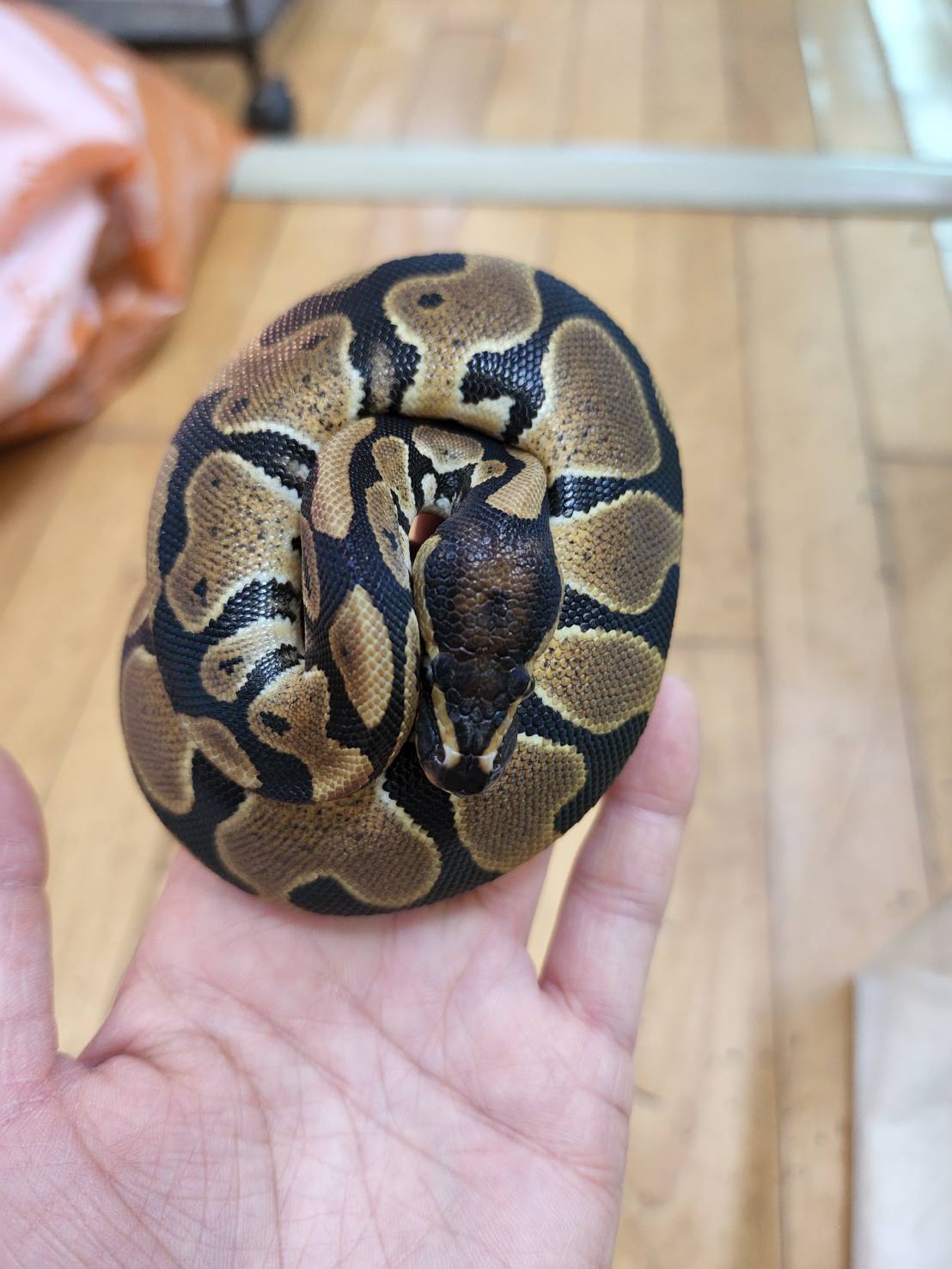 春日井爬虫類】ハイグレード！！ボールパイソン新入荷+推しボール