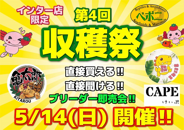 【インター爬虫類】明日5/14(日)は『収穫祭』開催です！！