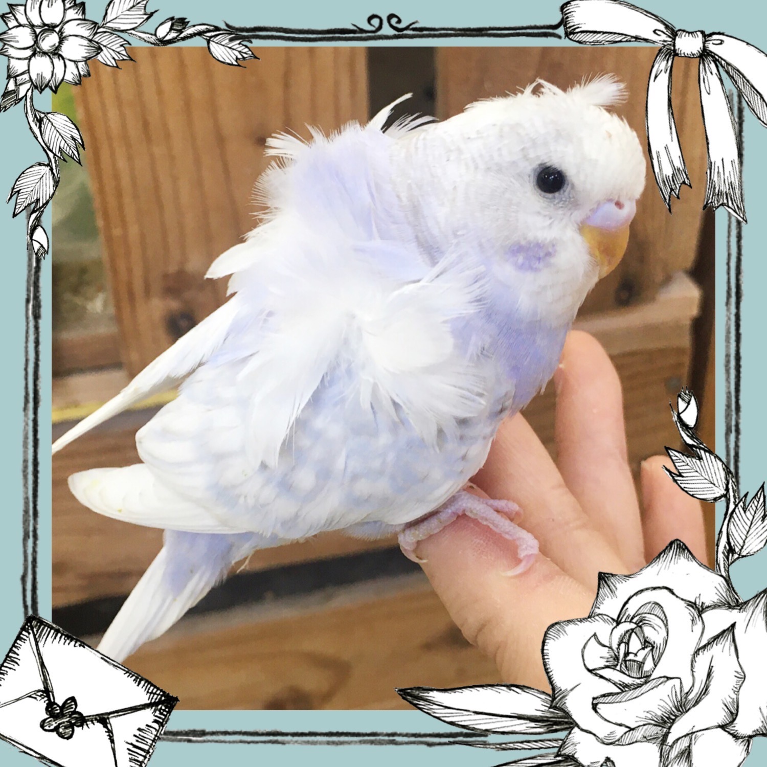 【インター小動物】美品種！羽衣咲き誇るヒナ入店♪♪