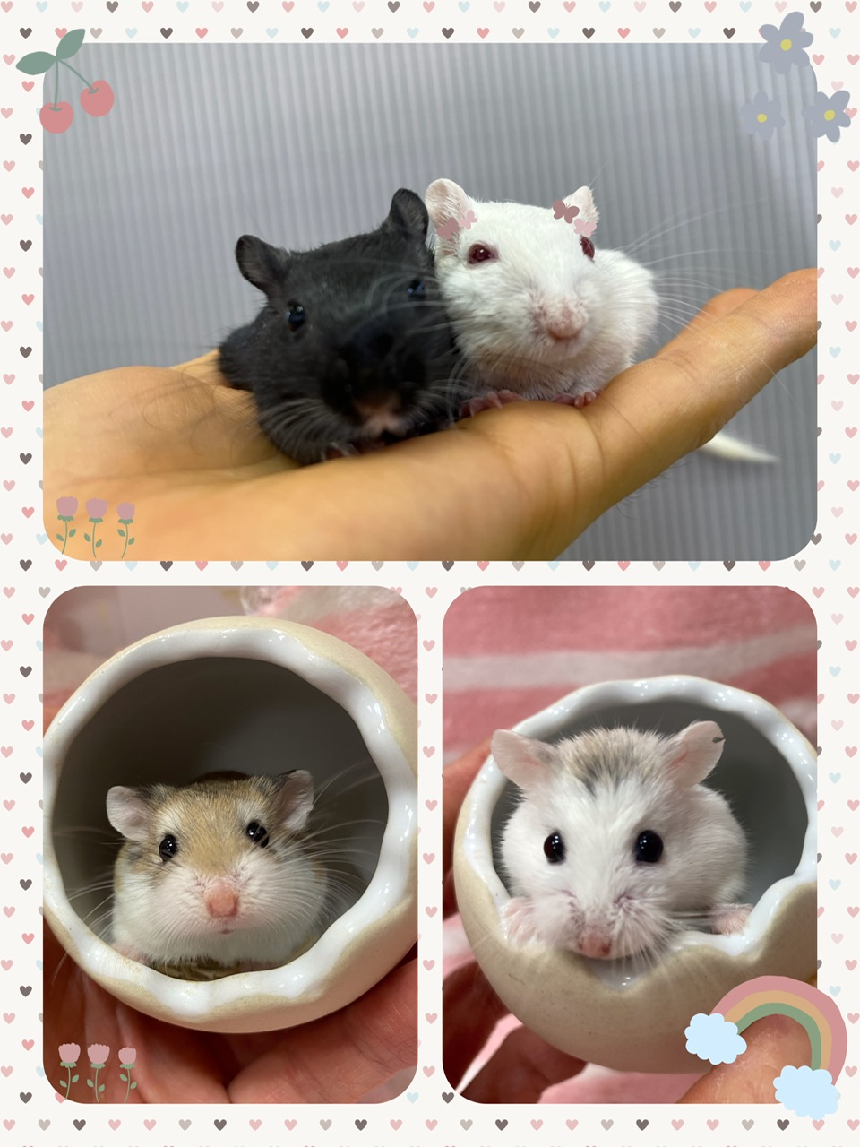 【インター小動物】新着ネズミ続々入店♪♪