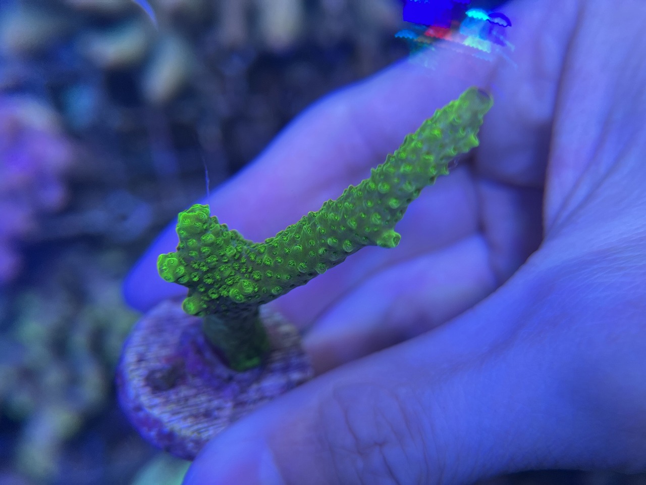 春日井海水】CE FRAG !!!!!!! | 名古屋のペットショップRemix