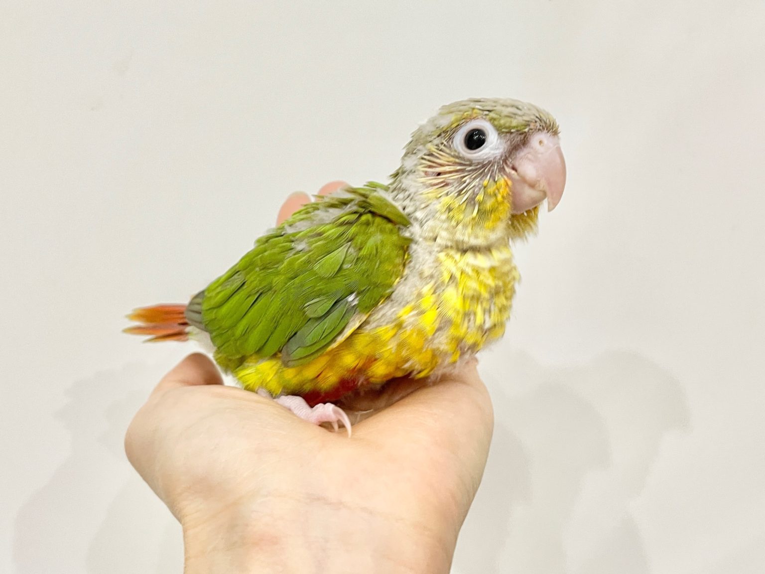 【春日井小動物】ウロコ祭り! | リミックス 名古屋のペットショップ