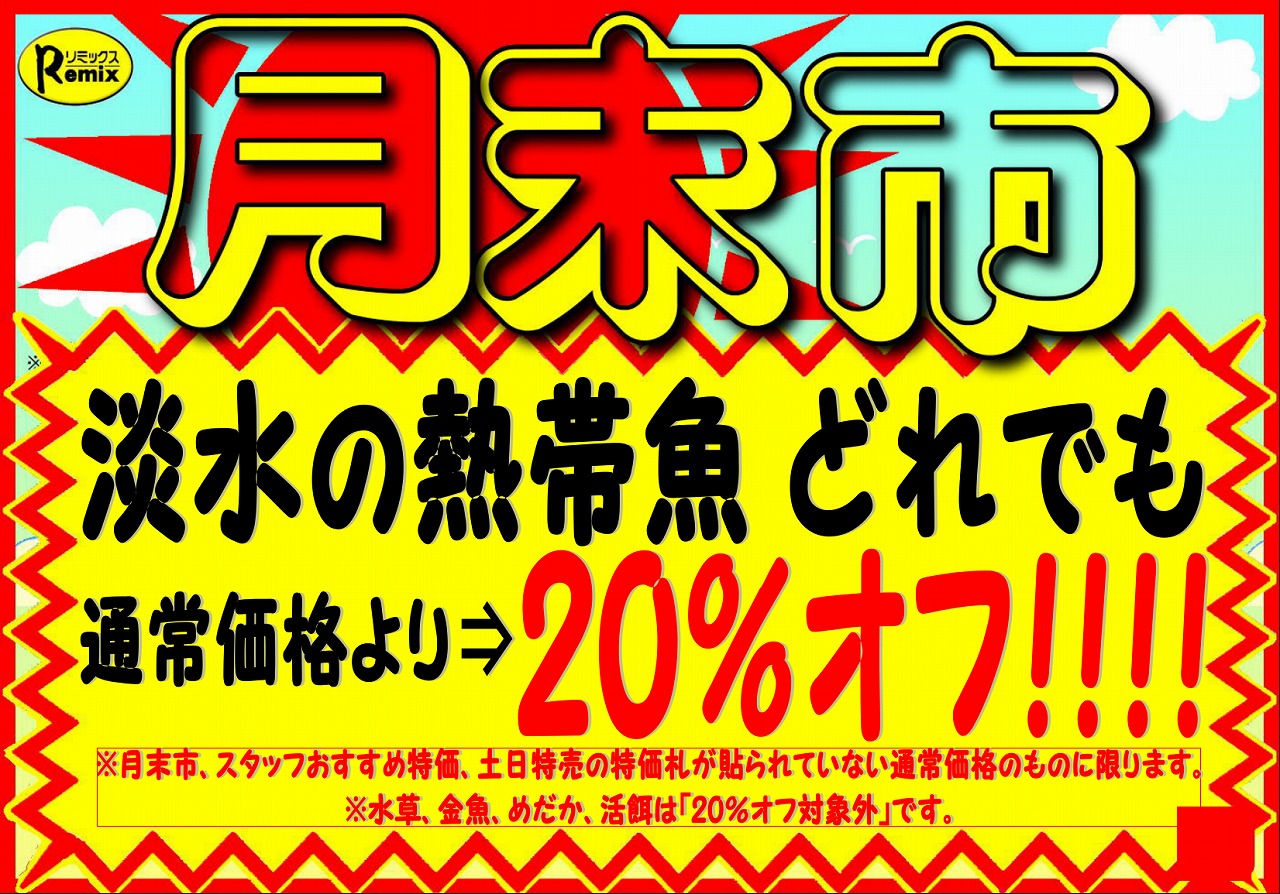 【インター熱帯魚】全品20％オフ!!