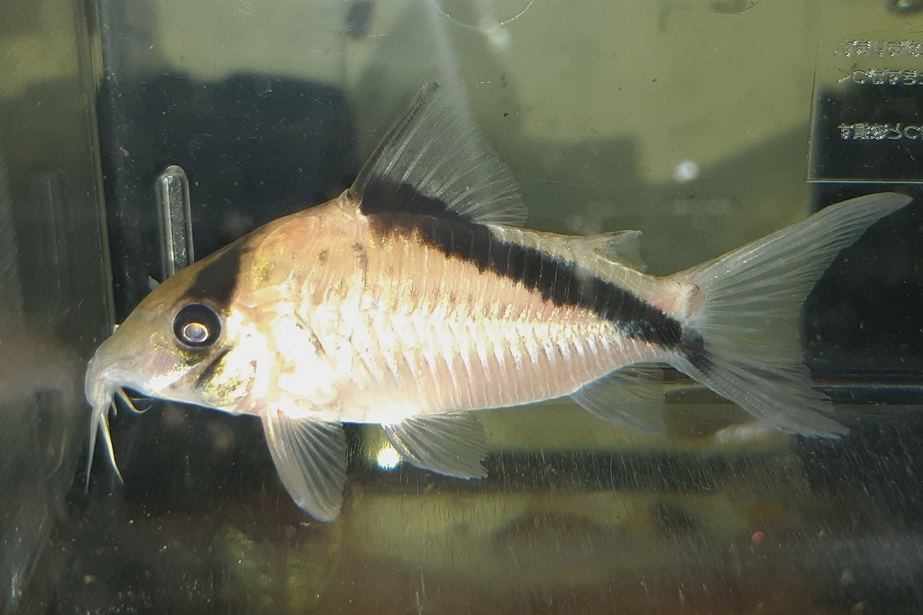 【インター熱帯魚】最新入荷分！(スペシャル月末市開催中)