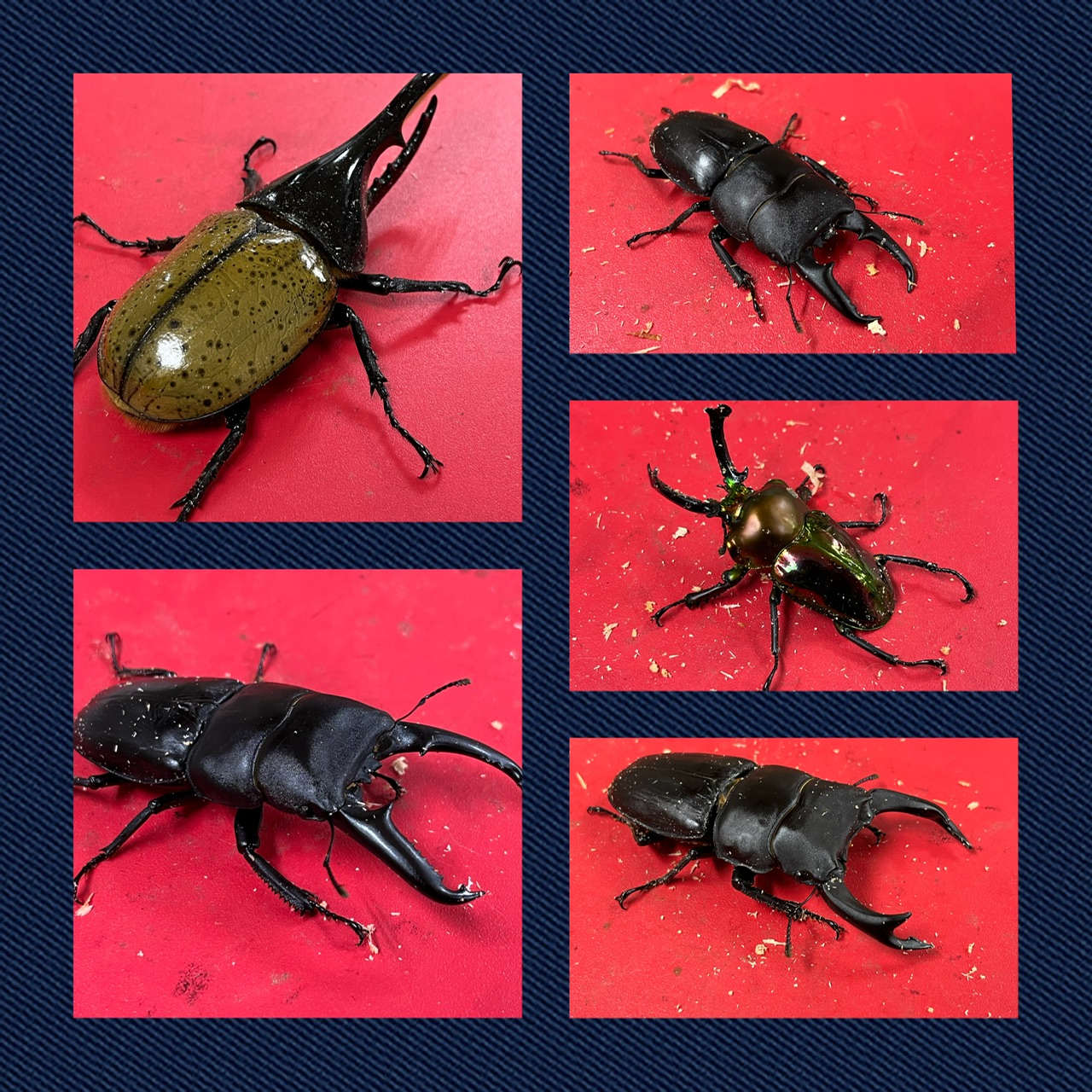 【インター小動物・昆虫】新着昆虫ドシドシ入荷ラッシュ！！