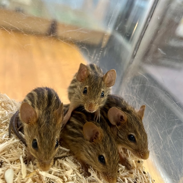 【春日井小動物】最かわ！赤ちゃんネズミ達