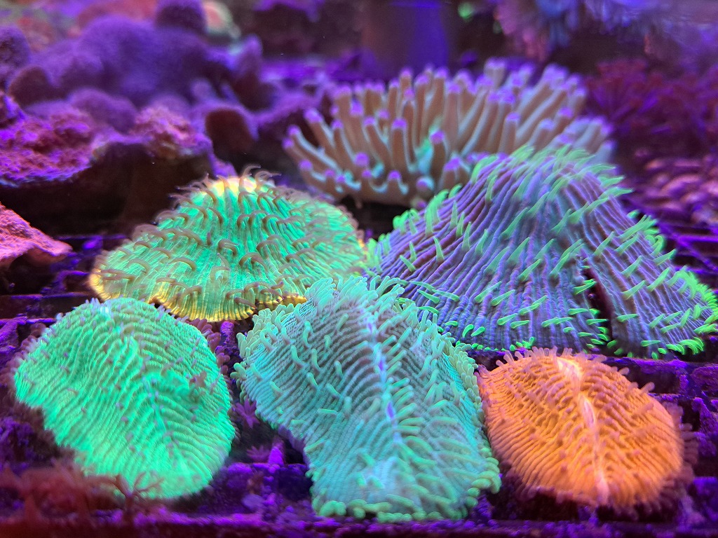 【みなと海水】10月サンゴ・イソギンチャク在庫リスト