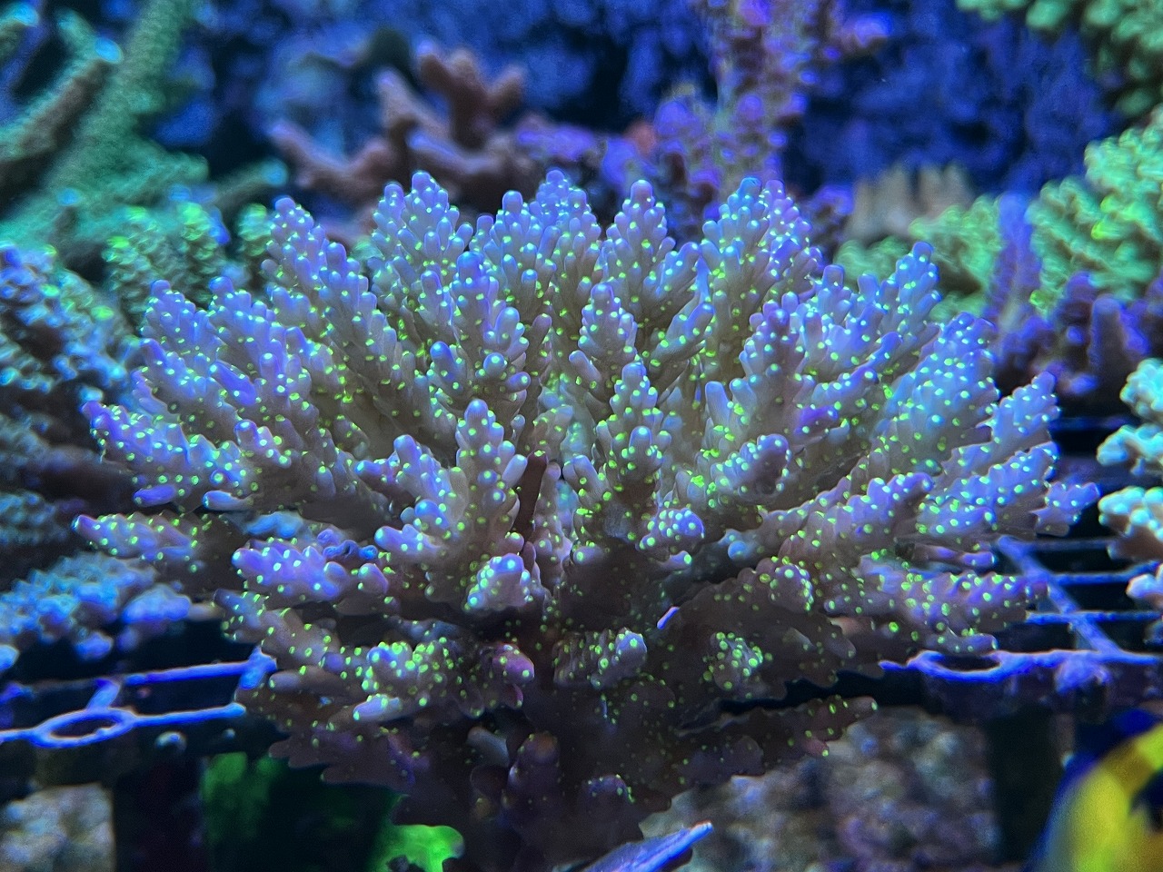 【春日井海水】サンゴ盛りだくさん！！