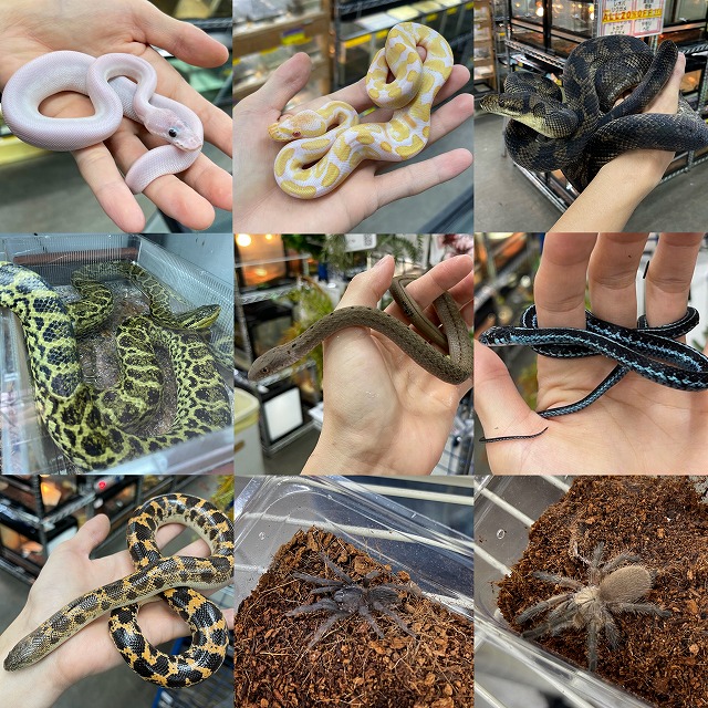 【みなと爬虫類】最近の新着ヘビ＆奇蟲もちょびっと！