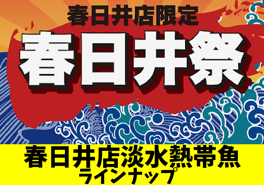 春日井祭熱帯魚コーナーラインナップ！【春日井熱帯魚】