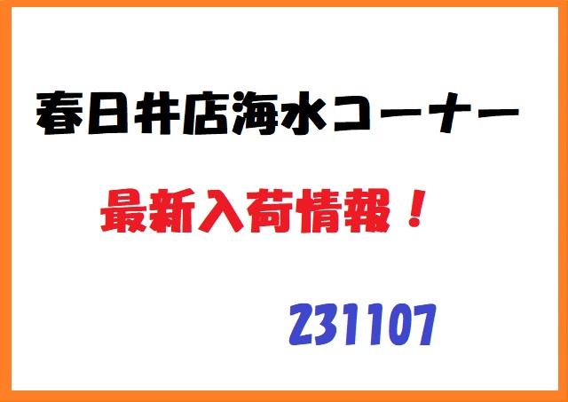 【春日井海水】入荷情報　211107