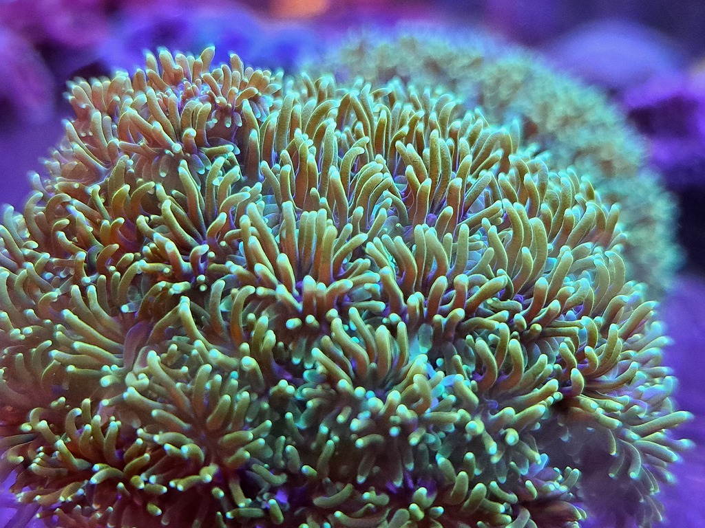 【みなと海水】11月サンゴ・イソギンチャク在庫リスト
