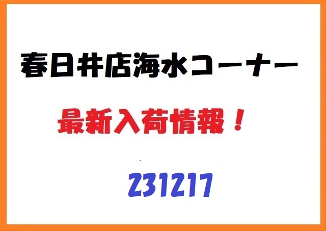 【春日井海水】新入荷　231217