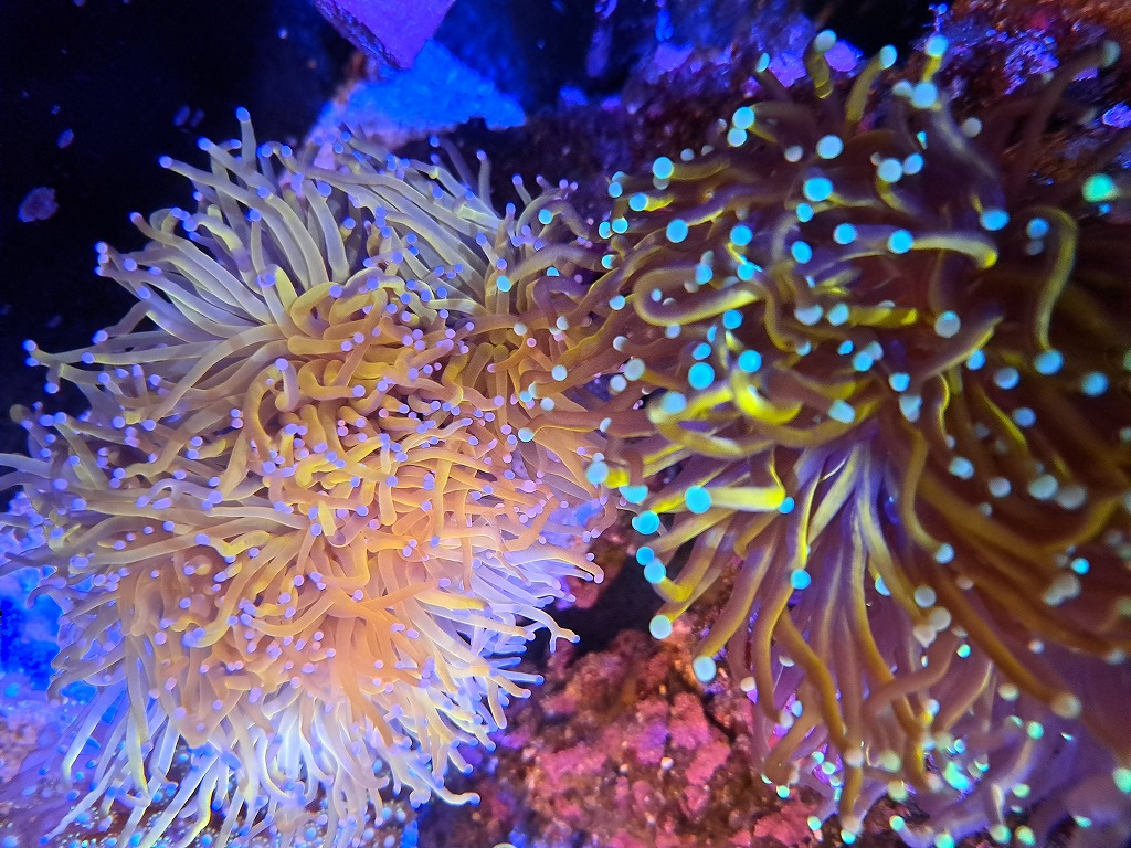 【みなと海水】1月サンゴ・イソギンチャク在庫リスト