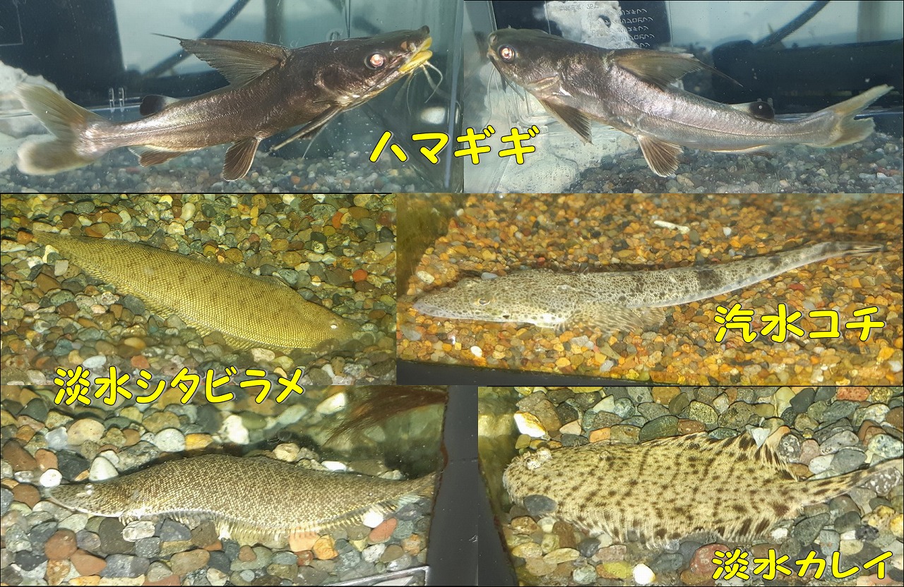 【インター熱帯魚】ハマギギ,コチ,シタビラメ,カレイ…
