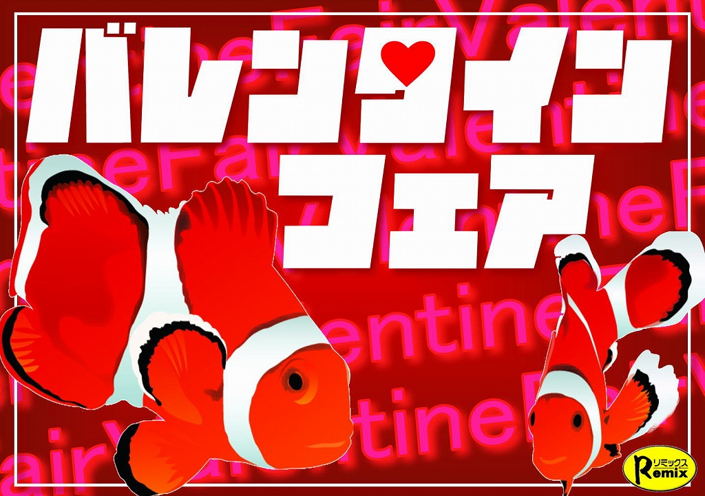 【インター金魚】金魚めだかのバレンタインフェア
