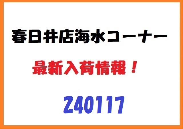 【春日井海水】入荷情報　240117
