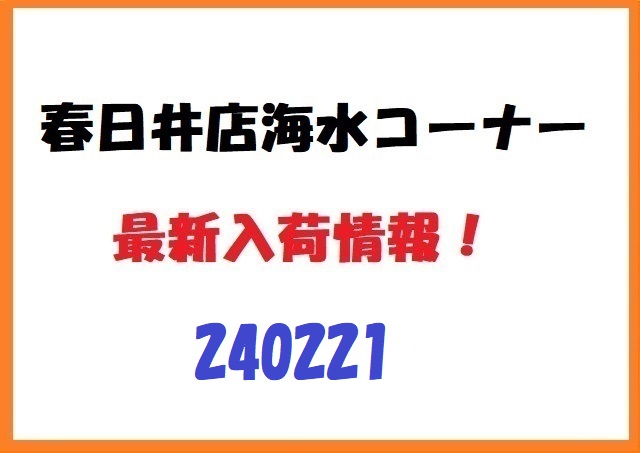 【春日井海水】新入荷　240221