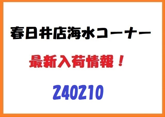 【春日井海水】新入荷　240210