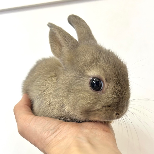 【春日井小動物】新着子ウサギ！24日がお迎え時！？