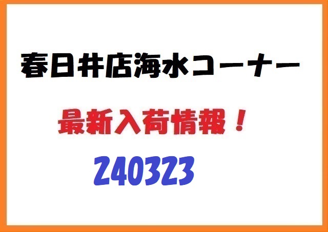 【春日井海水】新入荷　240323