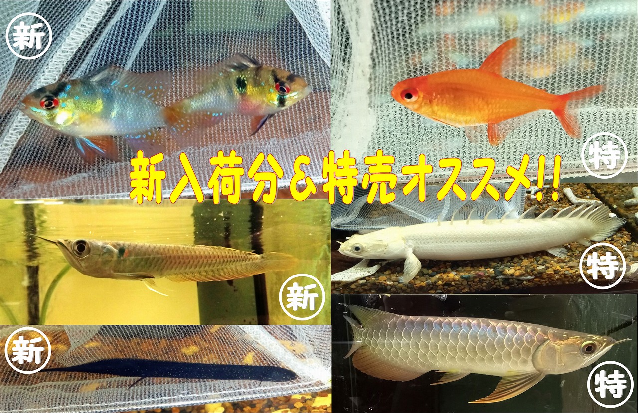 【インター熱帯魚】新入荷〆＆特売オススメ