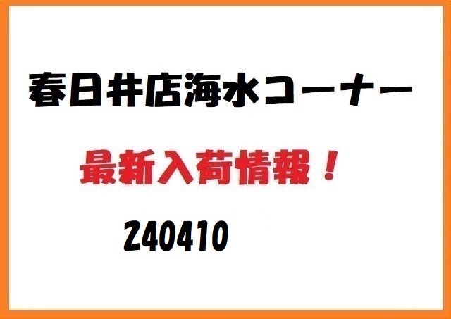 【春日井海水】新入荷　240410