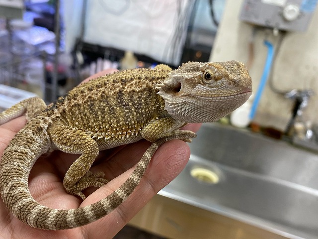 インター爬虫類】ネシアの定番＆お久しぶり！フトアゴもあるよ