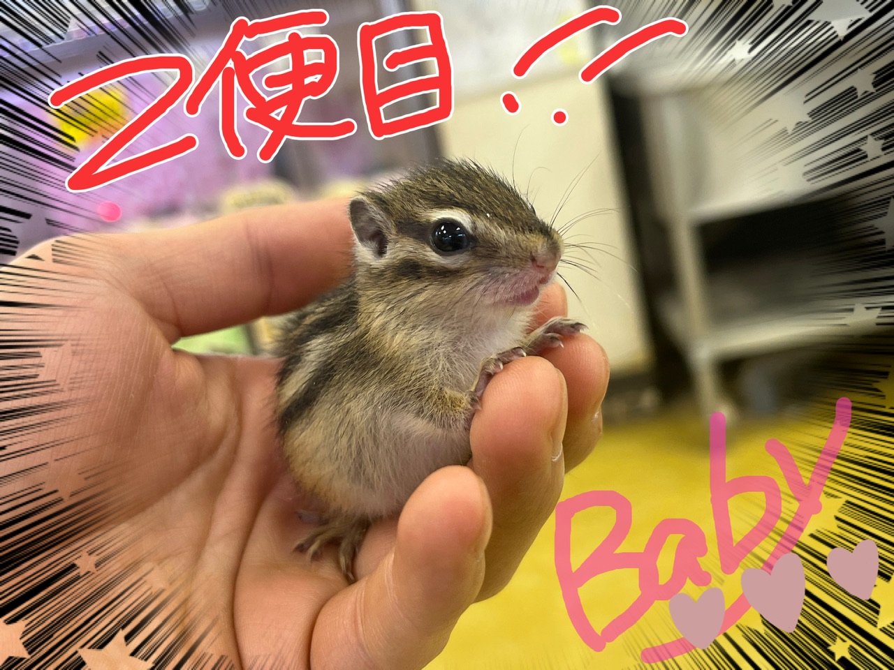 【インター小動物】第2便！シマリスBABY入店ッ！！！