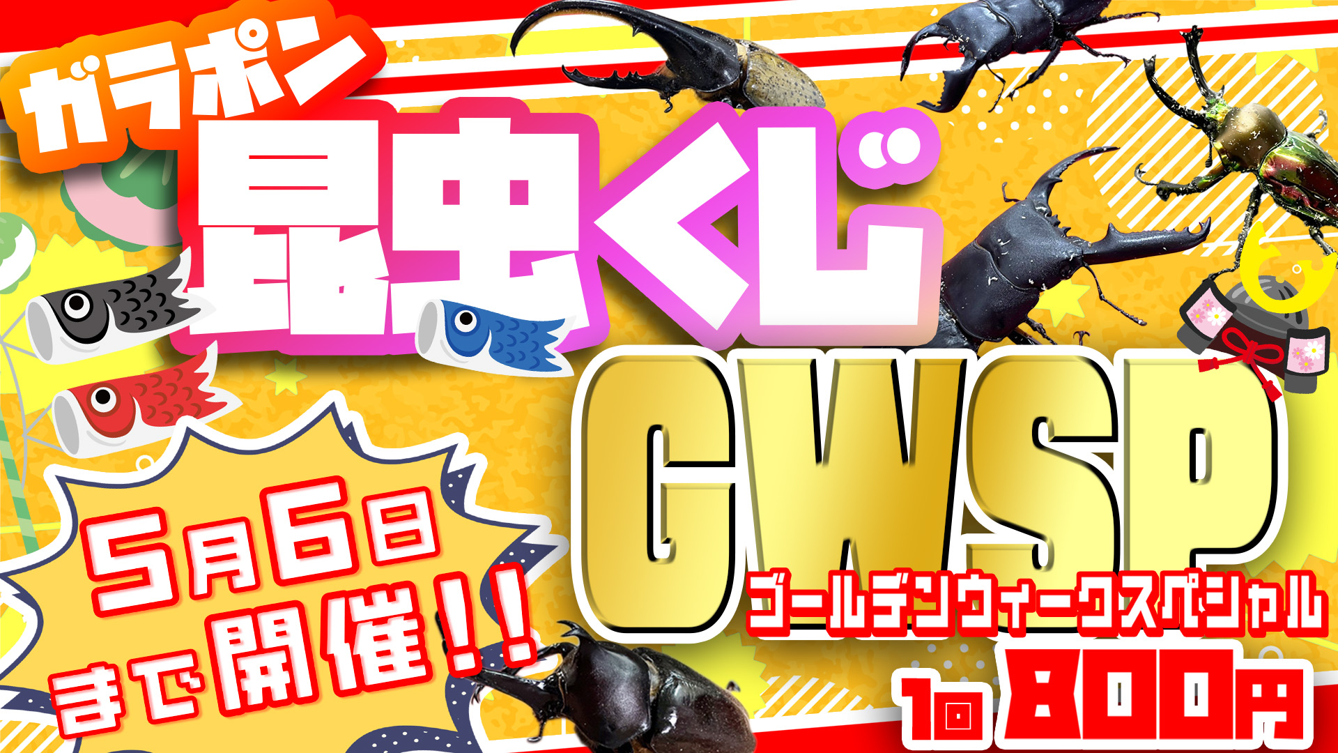 【インター小動物・昆虫】GWSP！！！〜5月6日までは連日開催！！〜【告知】