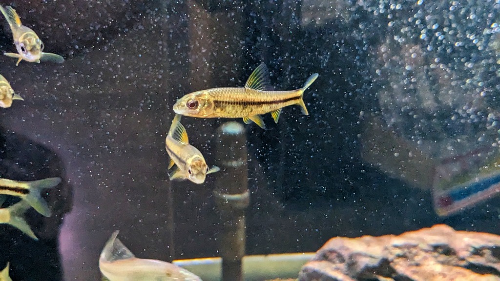 トレーサビリティ川魚