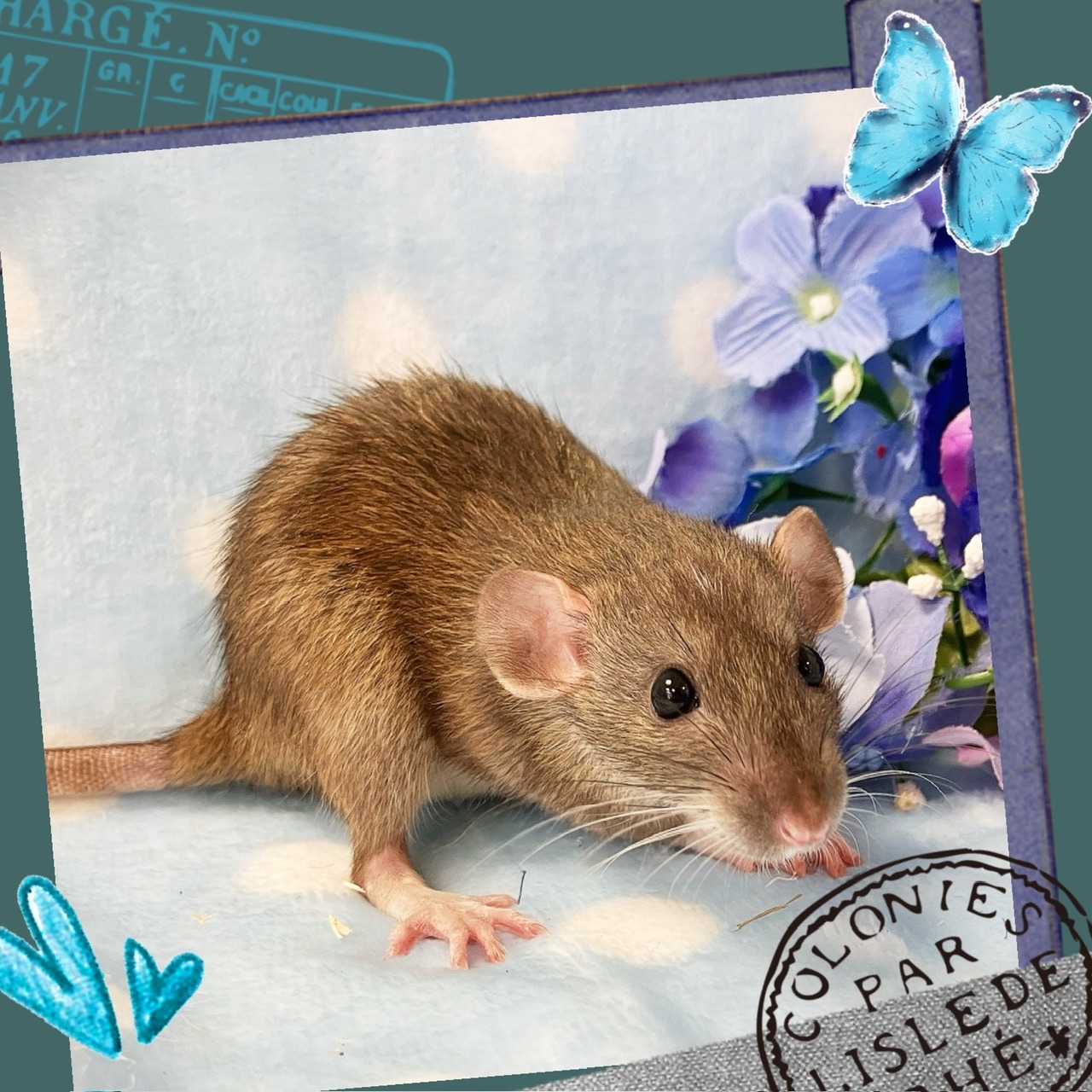 【インター小動物】大人気！ネズミと言えばラットでしょ！？