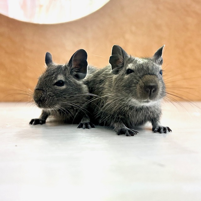 【春日井小動物】アンデスの歌う「子」ネズミたち
