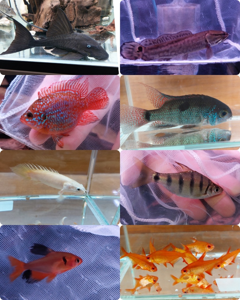 オススメ魚ピックアップ　春日井熱帯魚